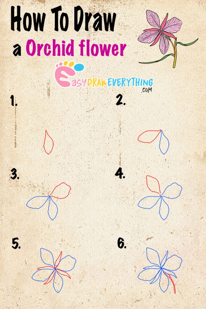 Learn easy to draw how to draw an orchid drawing step 00 683x1024